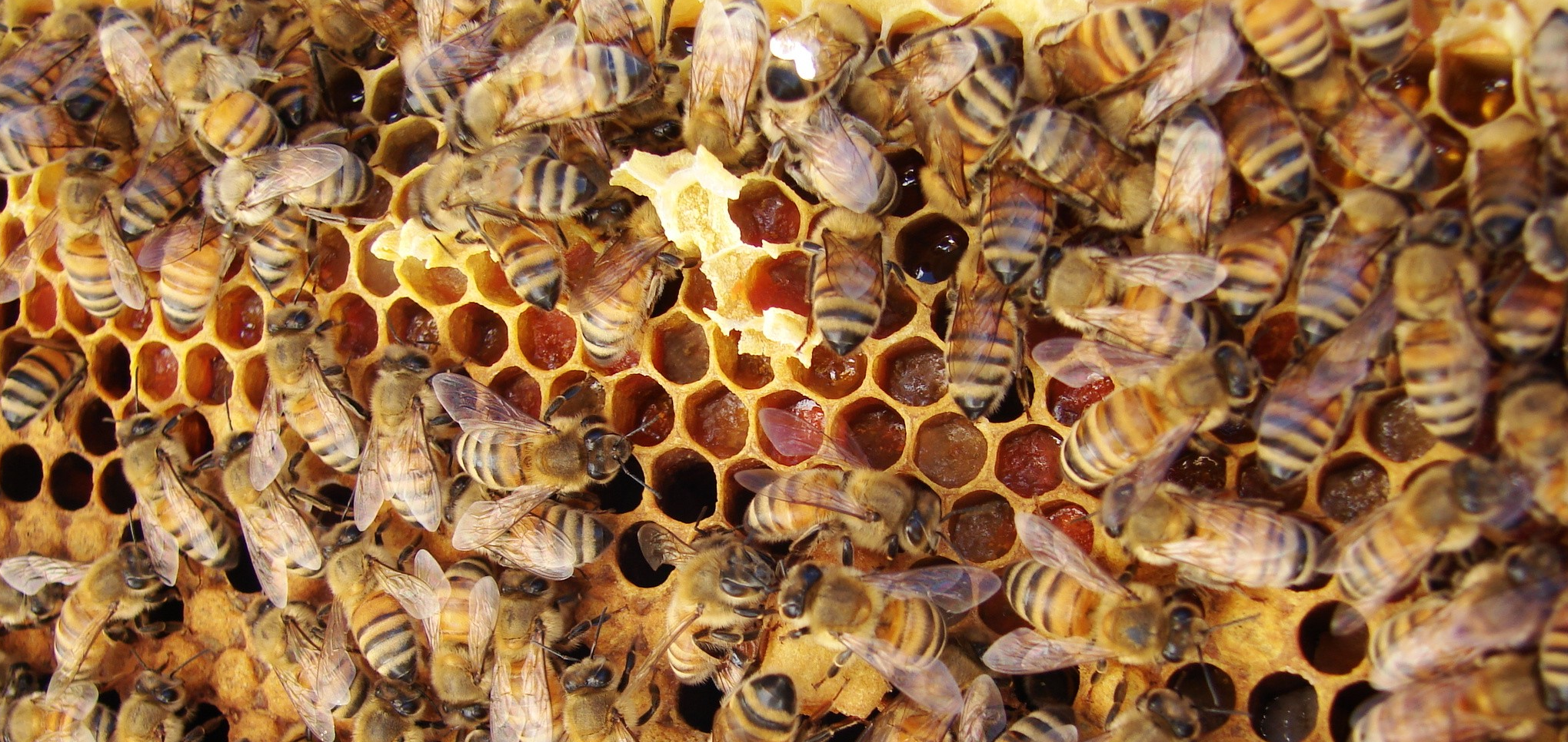 Abejas trabajando sobre un panal con reservas de alimento